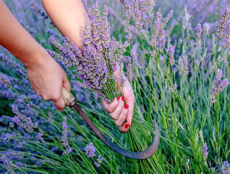 How to Harvest Lavender - Backyard Boss