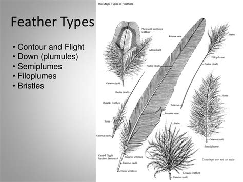 PPT - Feathers and Topography PowerPoint Presentation, free downlo…