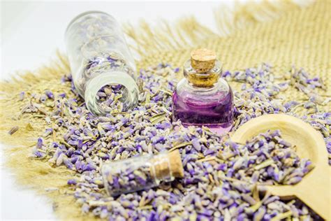 薰衣草能帮助缓解焦虑症状吗?|心理健康文章|情绪和心理健康中心| Stea…