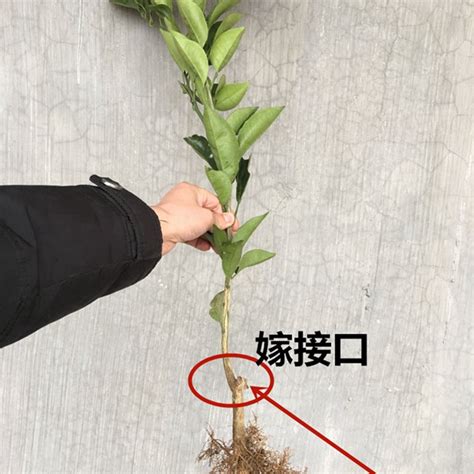 果树苗橙子树苗红心橙红肉赣南脐橙嫁接橙 …