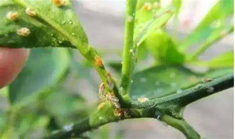 收藏！柑橘害虫看这一篇就够了，20种常见害虫一网打尽！_南方plus_南方+