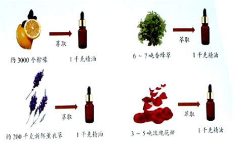 精油的五大萃取法_精油_岭南中药网