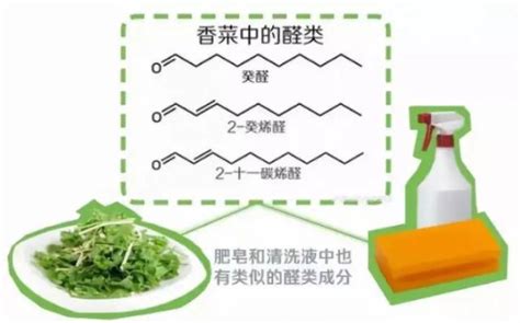 今天，全世界讨厌香菜的人们团结起来……