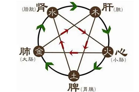五行对应五脏六腑的关系 五行对应五脏六腑图-善吉网