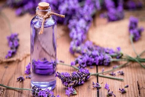 The Many Uses And Benefits Of Lavender | Lavender Tips