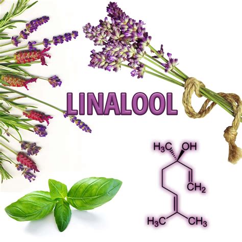 Terpene Talks: Linalool - Fern Valley Farms