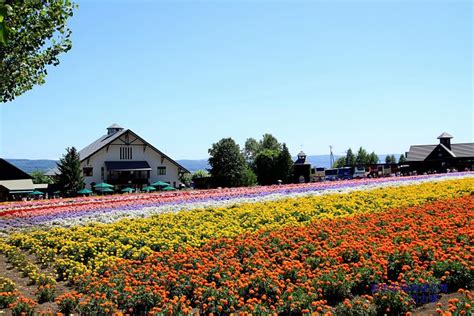 北海道 富田农场 七彩花海 富良野 日本旅游