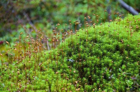 スギゴケ（杉苔）｜特徴と苔庭やテラリウムでの育て方増やし方を解説 | ミドリス｜雑草対策クラピア …